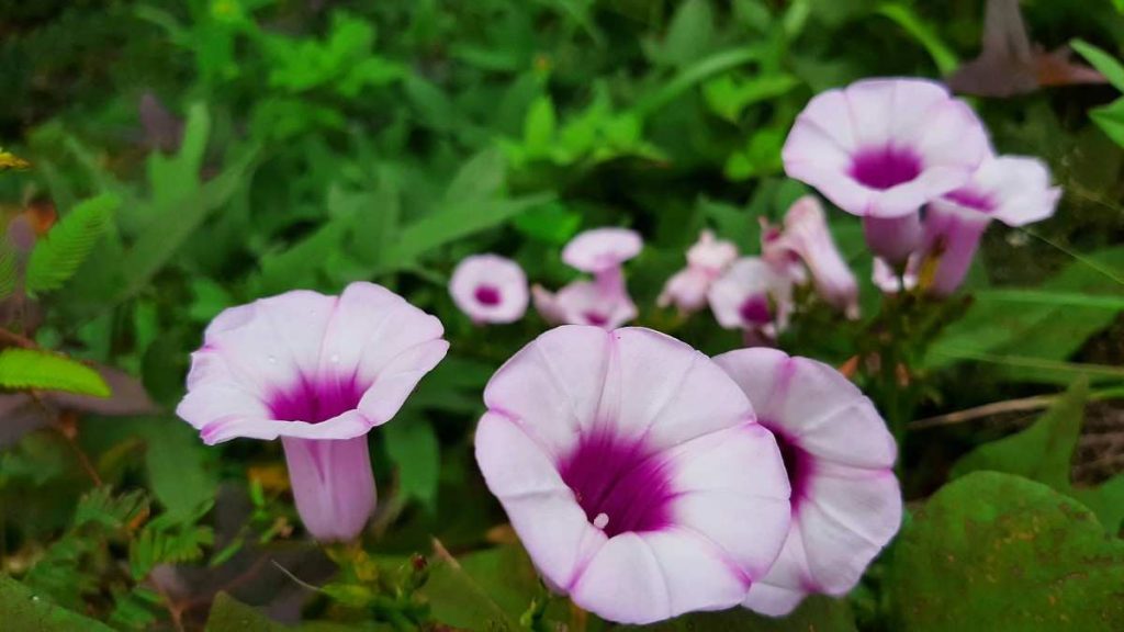 Moon Flowers