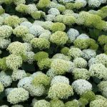 Annabelle Flowers