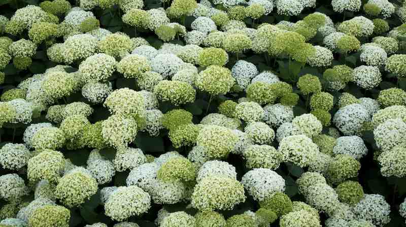 Annabelle Flowers