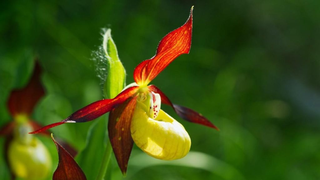 Rare and Unique Flowers