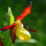 Rare and Unique Flowers