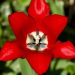 Columbia Flowers