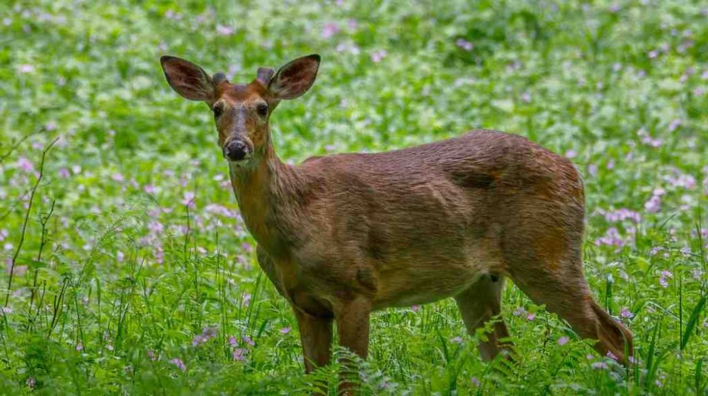 Deer Resistant Flowers