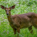 Deer Resistant Flowers