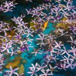 Spongebob Flowers