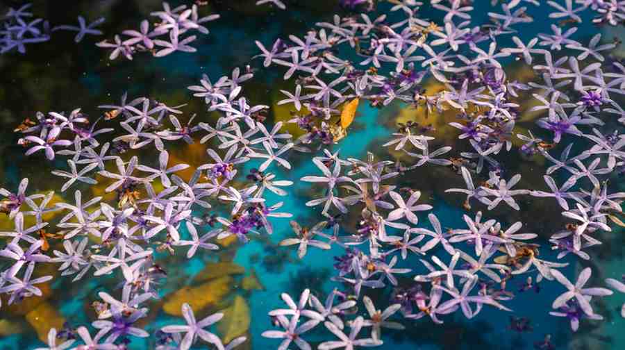 Spongebob Flowers