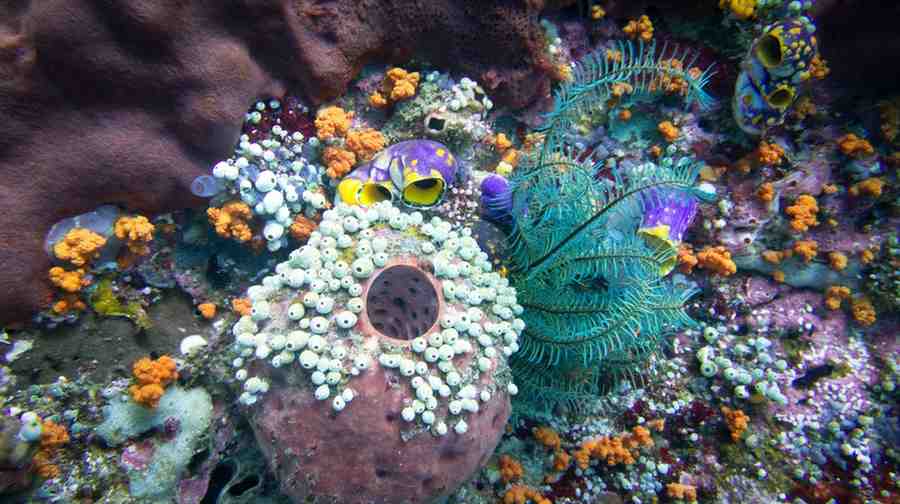 Bikini Bottom Spongebob Flowers