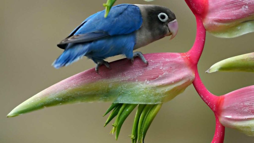 Exotic Flowers