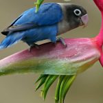Exotic Flowers