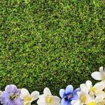 Ground Cover Flowers