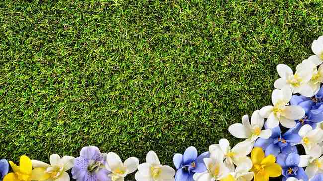 Ground Cover Flowers