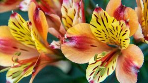 Tropical Flower