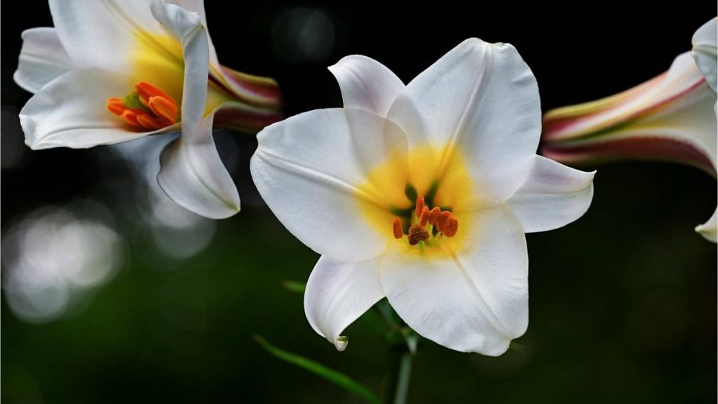Lily Flower