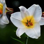 Lily Flower