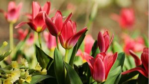 Lily Flowers