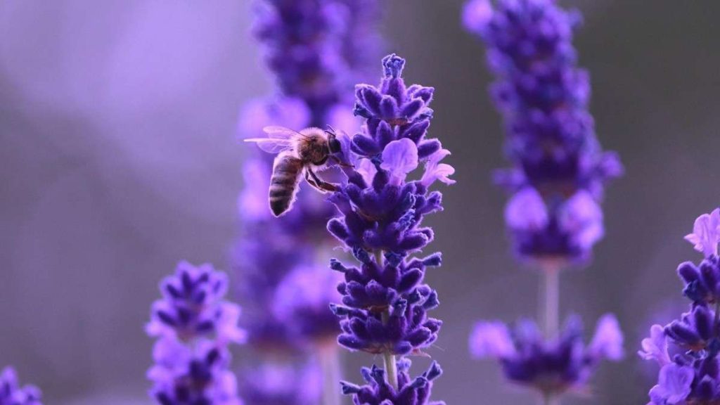 Lavender Flower