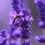 Lavender Flower