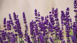 Lavender Flower 