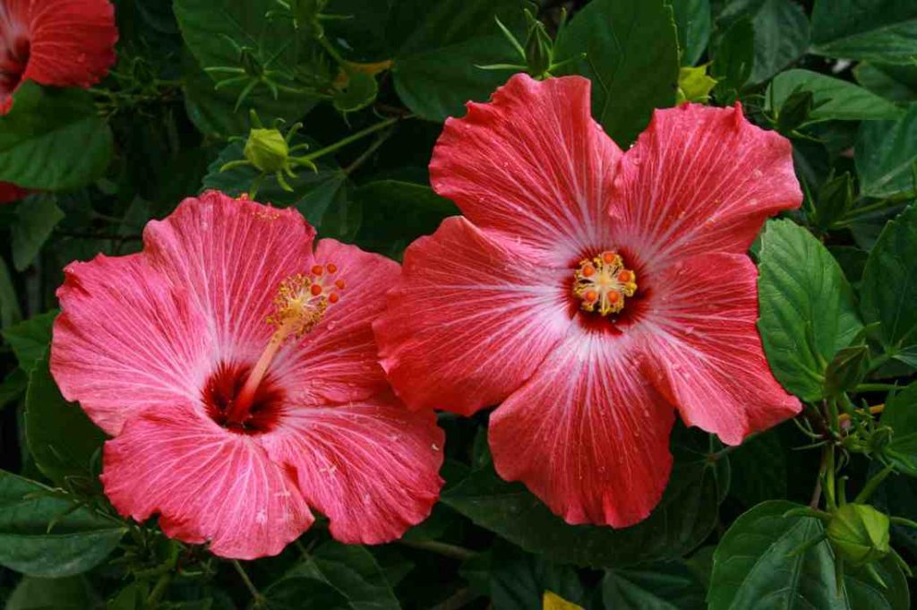 Tropical Flowers