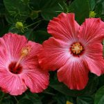 Tropical Flowers