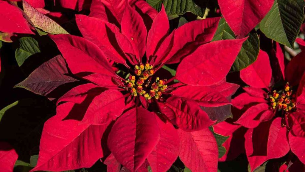Christmas Flowers