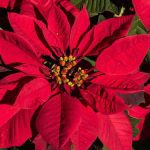 Christmas Flowers