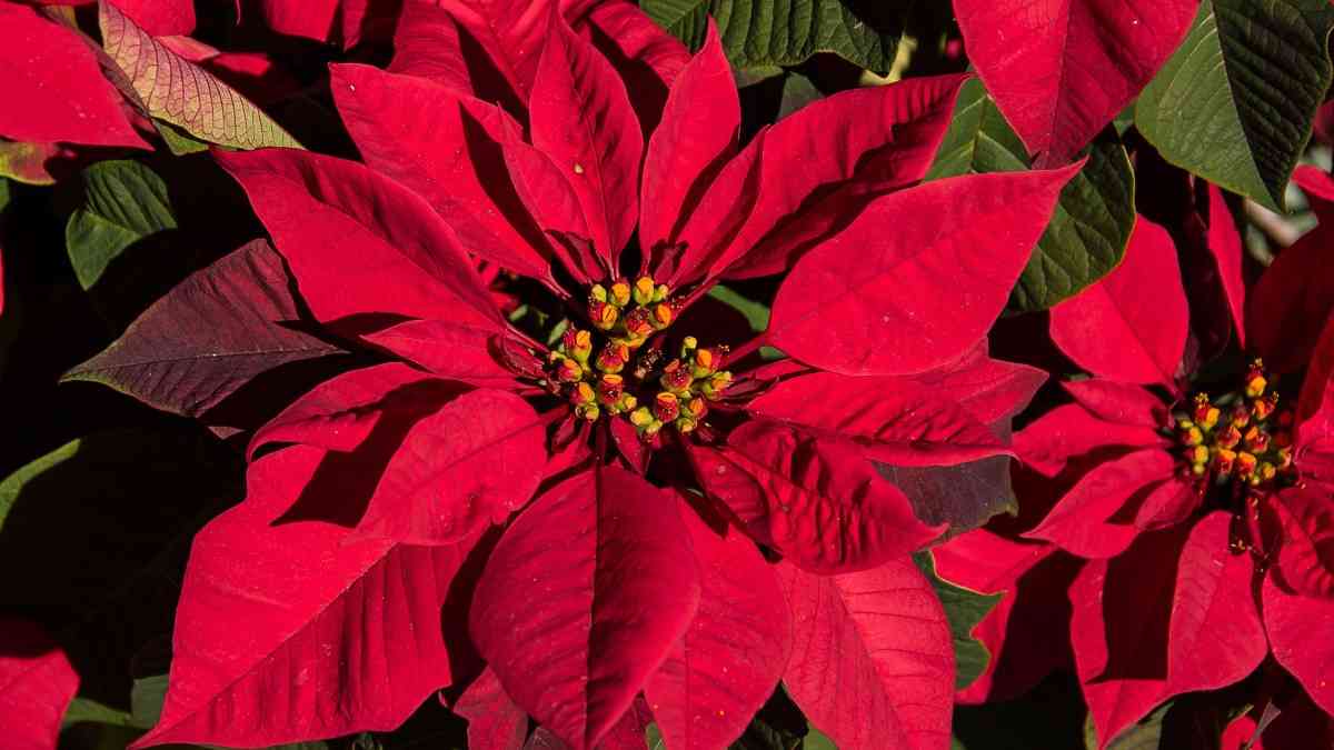 Christmas Flowers