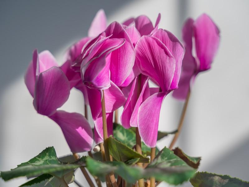 Cyclamen