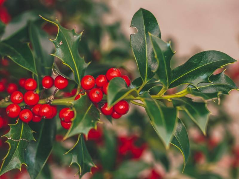 Holly