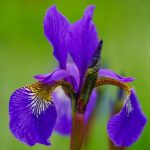 Iris-Flowers