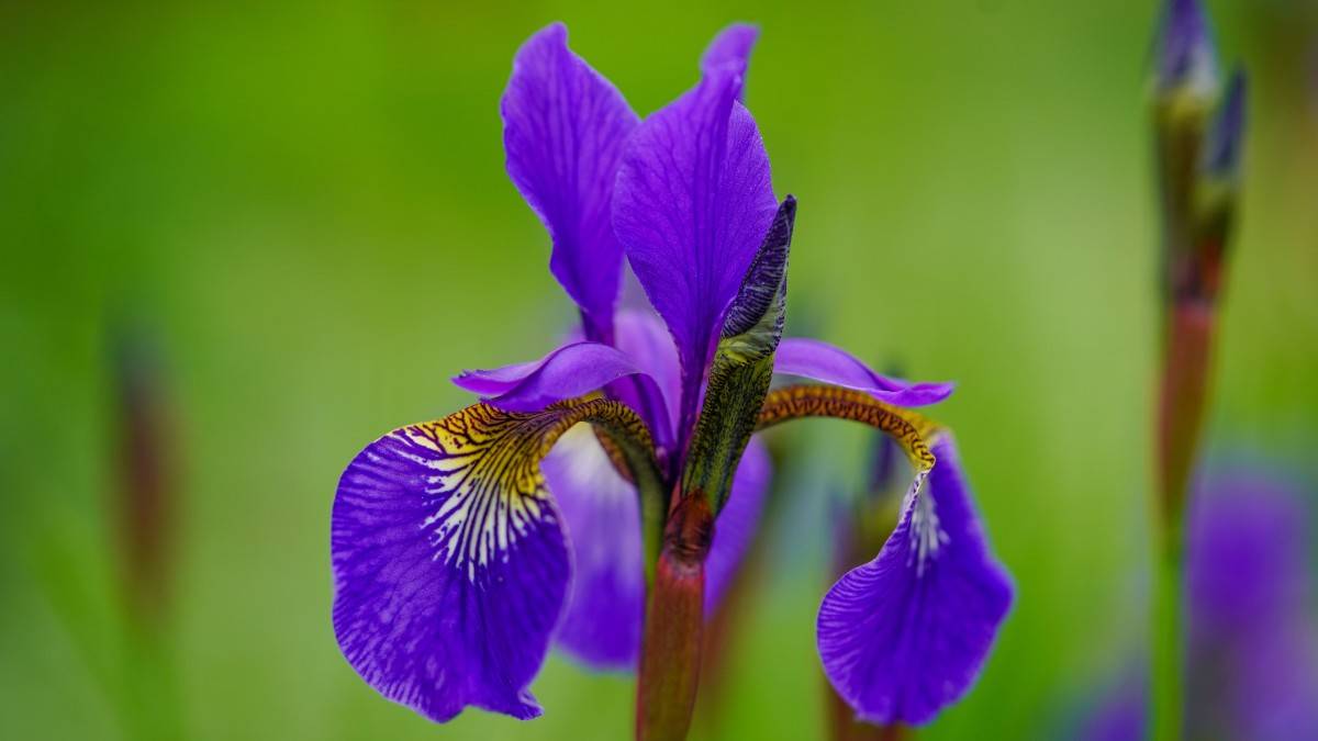 Iris-Flowers