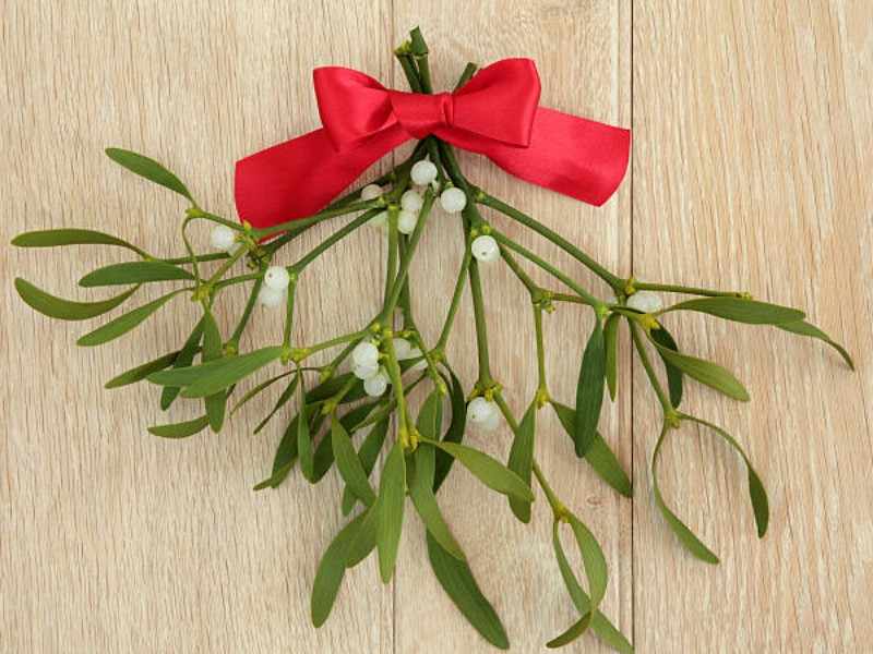 Mistletoe