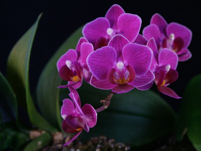 Orchids