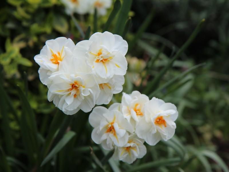 Paperwhite Narcissus