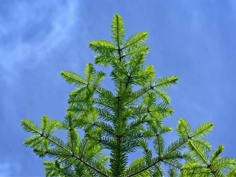Spruce-and Fir Branches