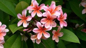 Plumeria Flowers 