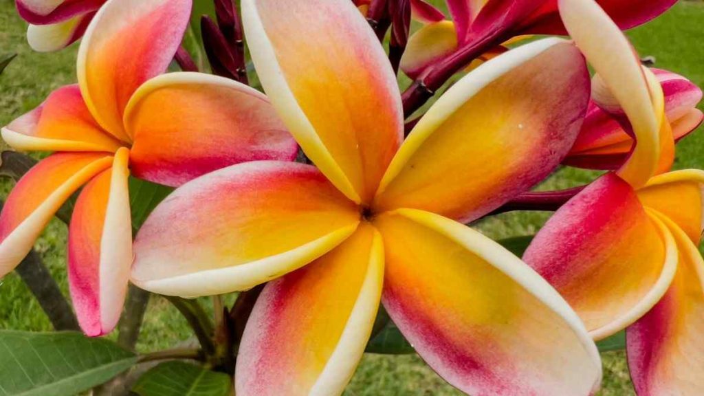 Plumeria Flowers
