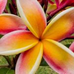 Plumeria Flowers