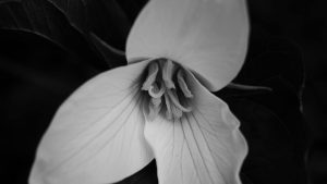 Trillium Flower