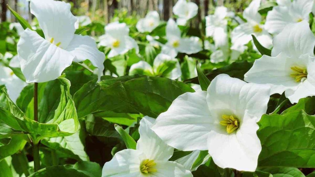Trillium Flower