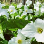 Trillium Flower