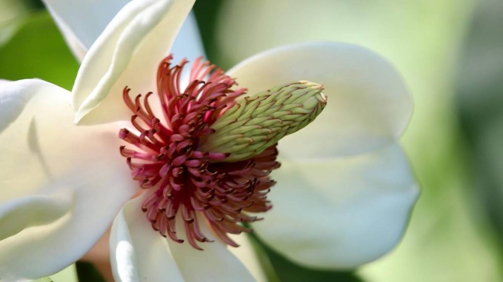 Magnolia White