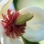 Magnolia White