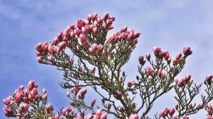 Magnolia Flowers