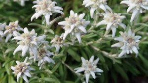 Edelweiss Flower