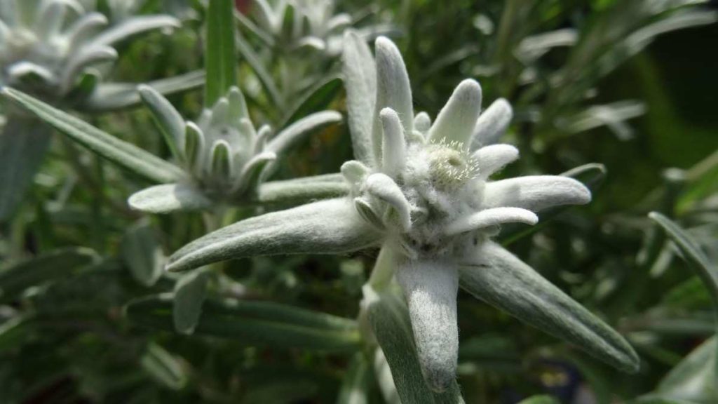 Edelweiss flower