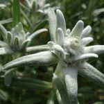 Edelweiss flower
