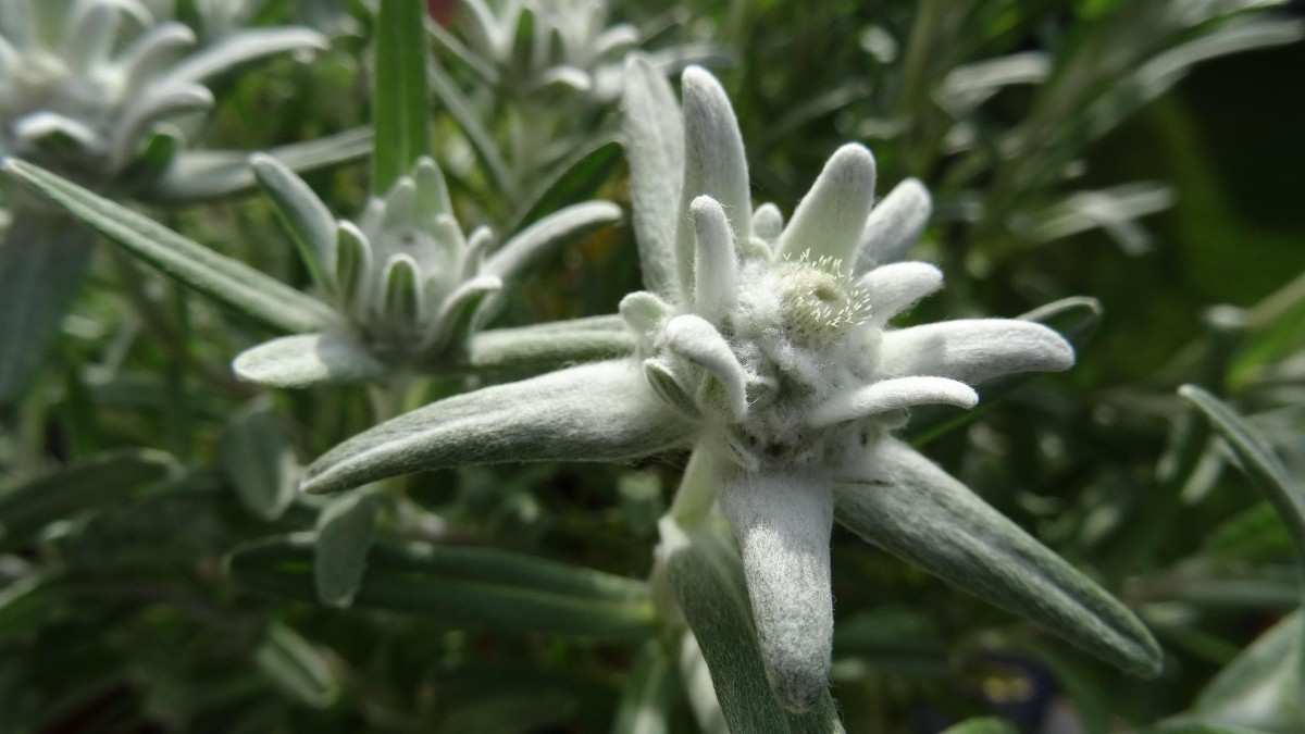 Edelweiss flower