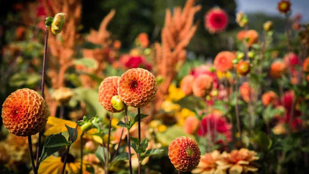 Annual Flowers