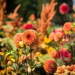 Annual Flowers